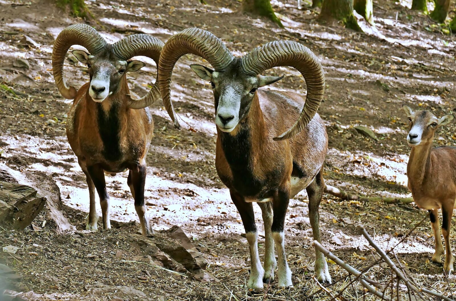 Panasonic Lumix DMC-FZ1000 sample photo. Mouflon, wild sheep, horns photography