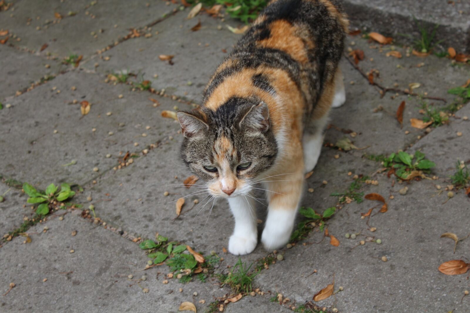 Canon EOS 1200D (EOS Rebel T5 / EOS Kiss X70 / EOS Hi) sample photo. Cat, animal, domestic cat photography