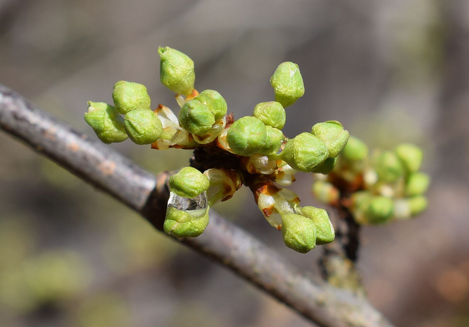 Nikon D3300 sample photo. Cherry buds bursting, cherry photography