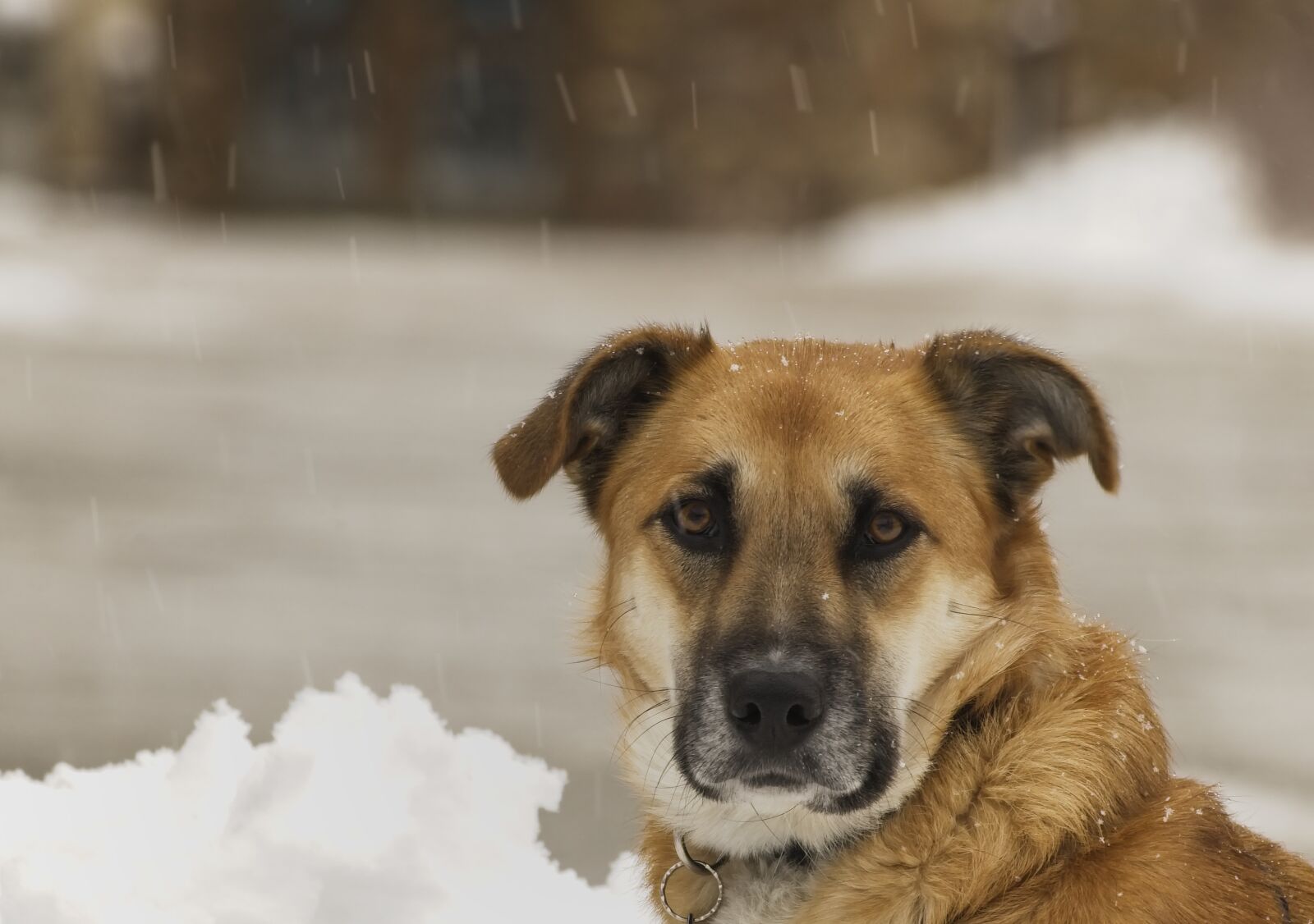 DT 70-300mm F4-5.6 SAM sample photo. Dog, snow, animal photography