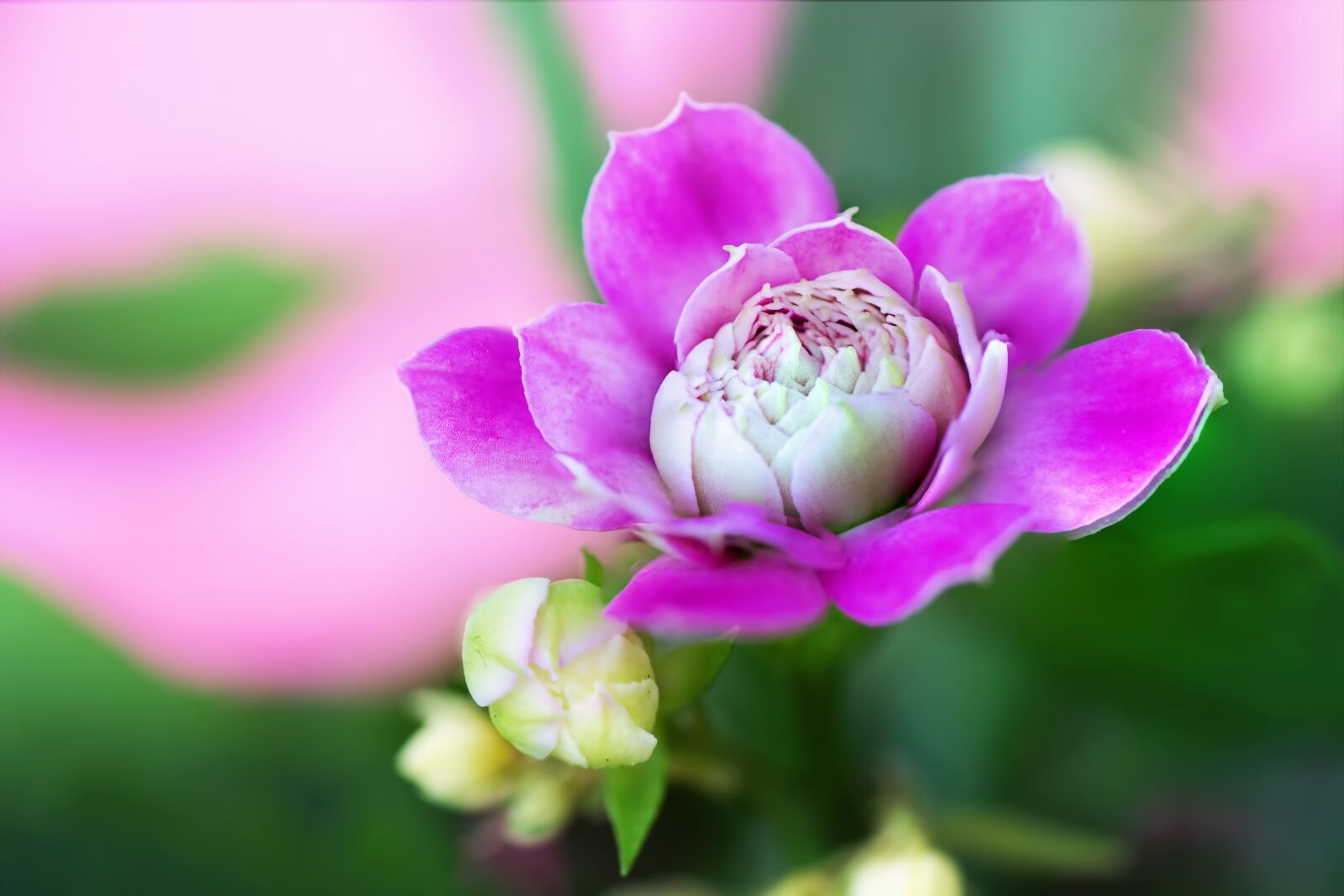 Canon EOS 5D Mark III sample photo. Flower, nature, flora photography