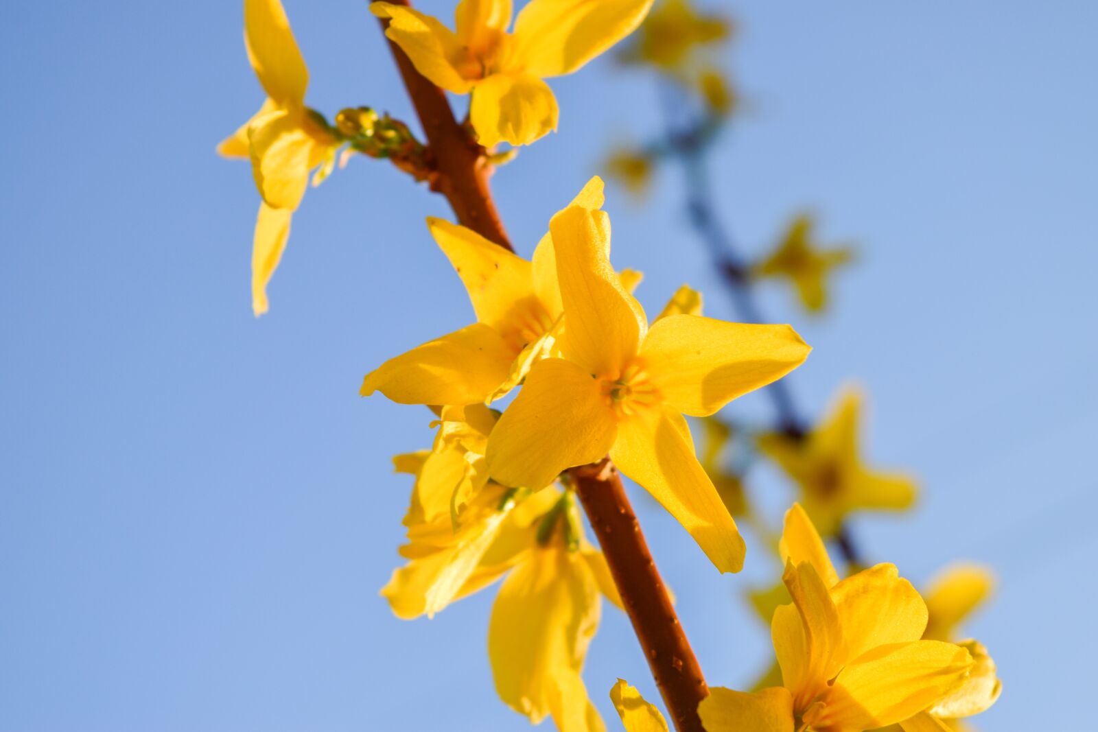 Nikon D5300 sample photo. Background, bloom, blooming photography