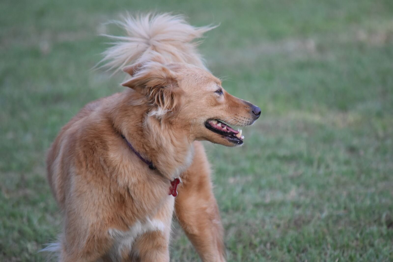 Nikon D3400 sample photo. Dog, animal, puppy photography