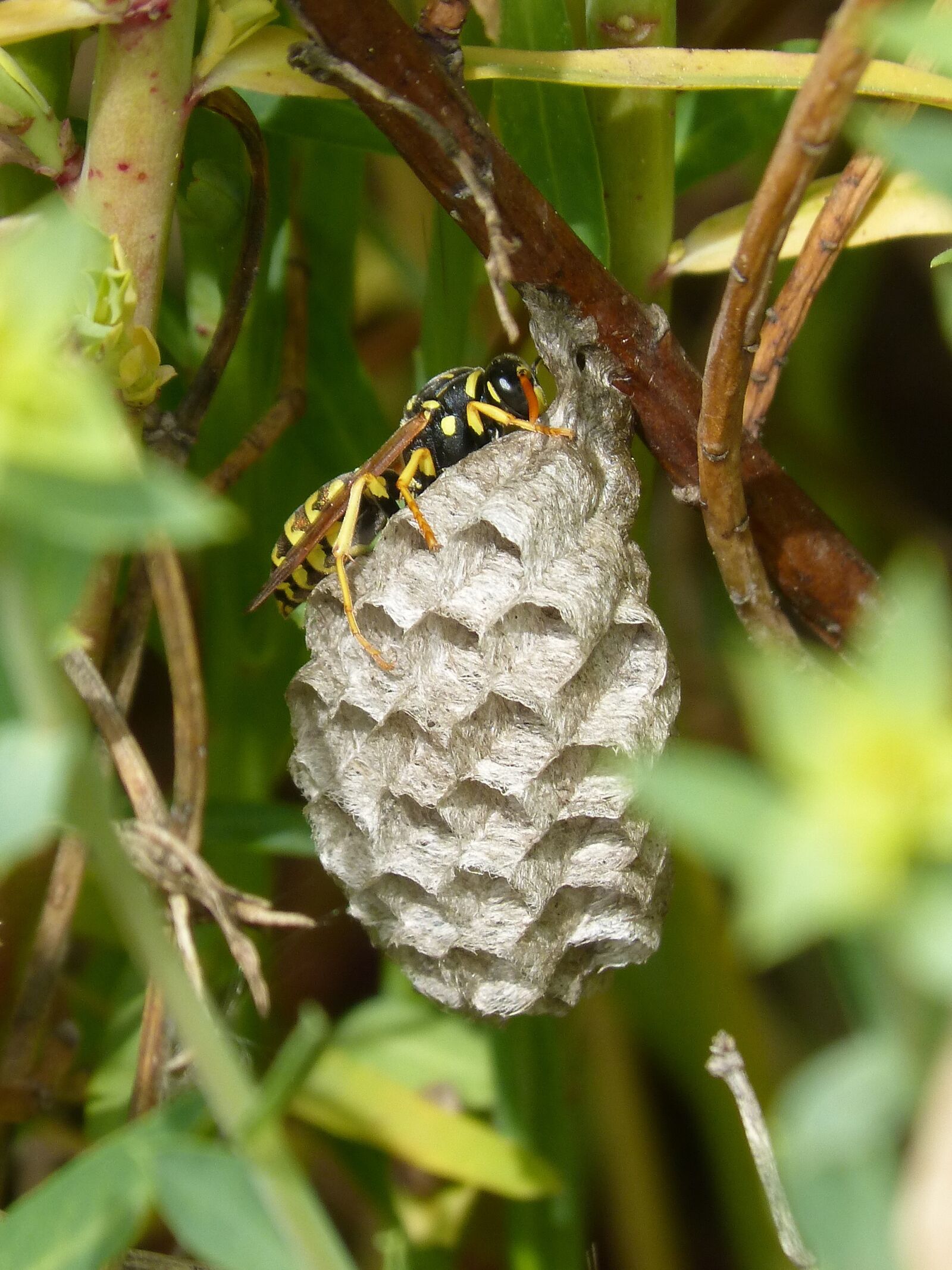 Panasonic DMC-FZ62 sample photo. Wasp, wasps' nest, hexagons photography