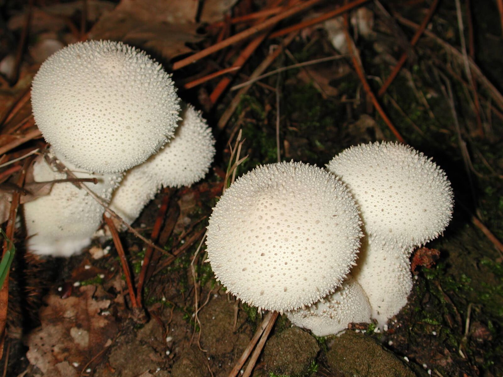 Nikon E990 sample photo. Nature, toxic white mushroom photography