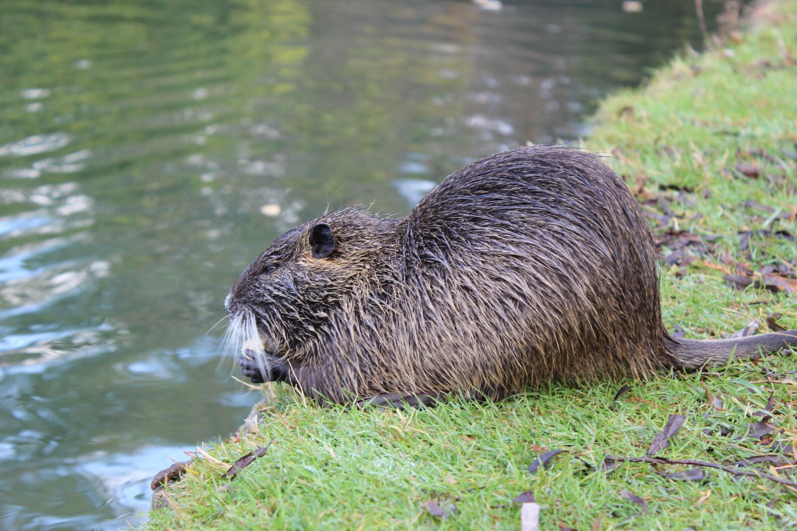 Canon EOS 600D (Rebel EOS T3i / EOS Kiss X5) sample photo. Beaver, pond, animal photography