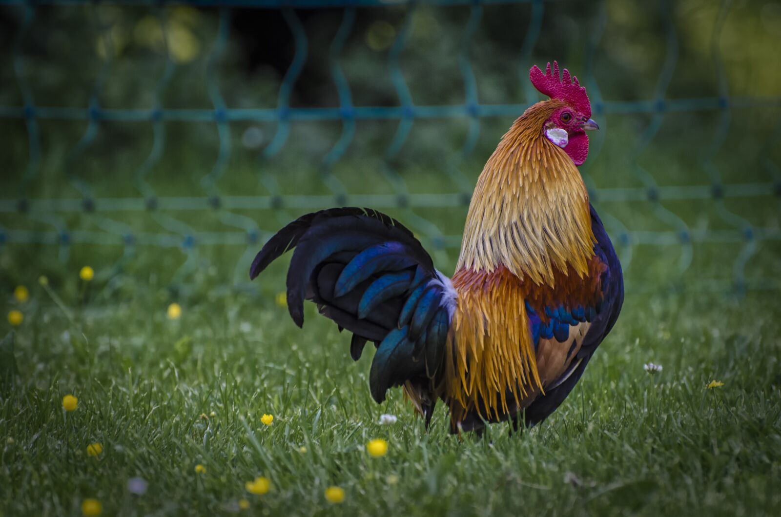 Nikon D7000 sample photo. Hahn, animal, poultry photography