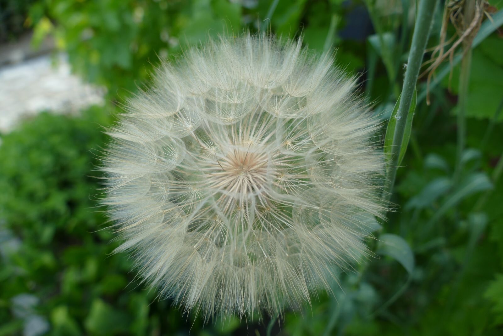 Panasonic Lumix DMC-FZ1000 sample photo. Dandelion, filigree, pointed flower photography