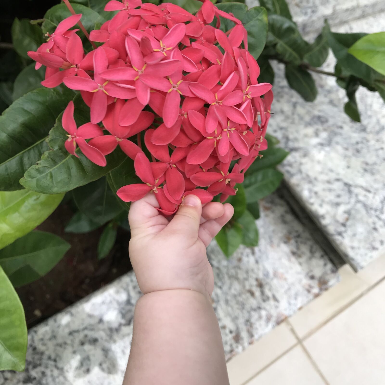 iPhone 7 back camera 3.99mm f/1.8 sample photo. Hand, flower, baby photography