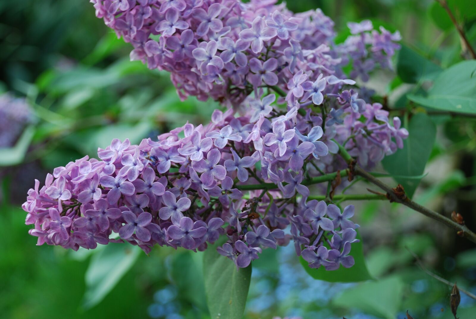 Nikon D80 sample photo. Lilac, blossom, bloom photography