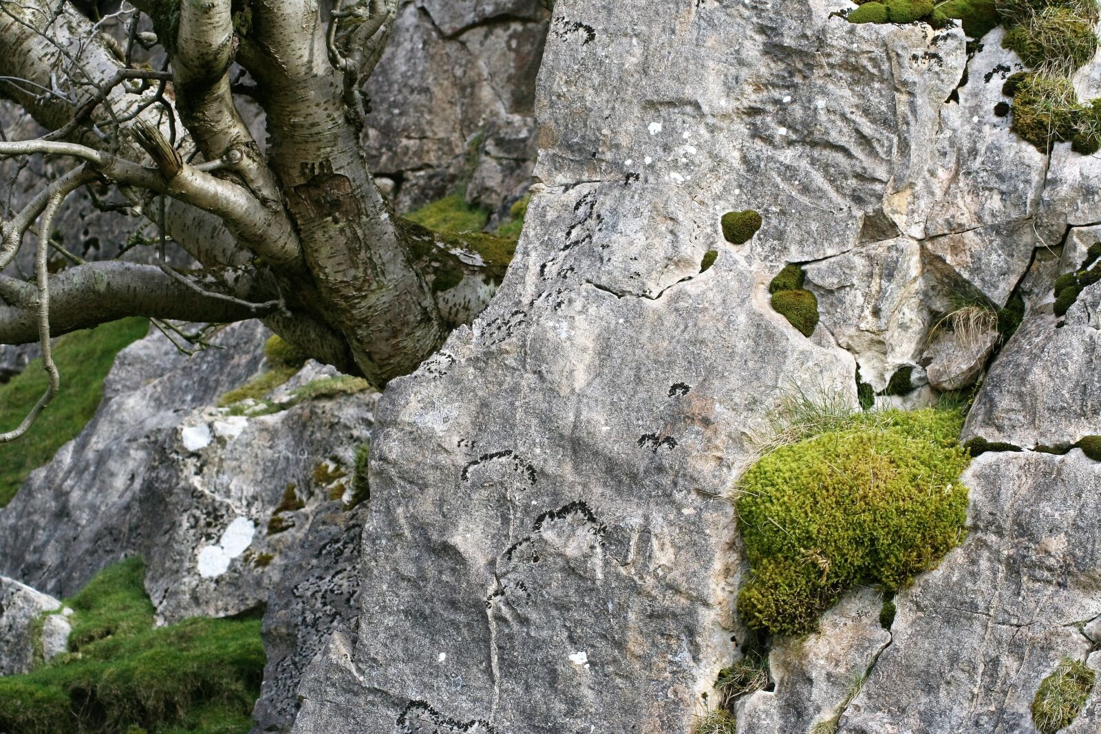 Canon EOS 350D (EOS Digital Rebel XT / EOS Kiss Digital N) sample photo. Moss, stone, rock photography