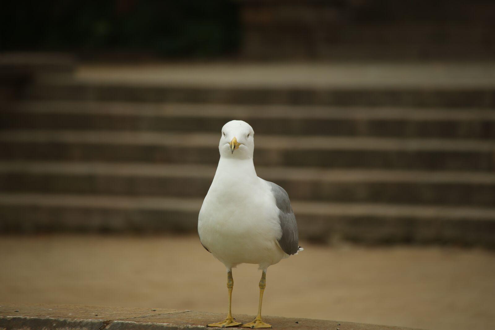 EF100-300mm f/5.6 sample photo. Seagull, ave, bird photography