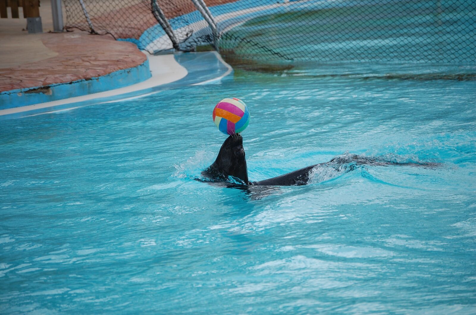 Nikon D40 sample photo. Nature, zoo, water photography
