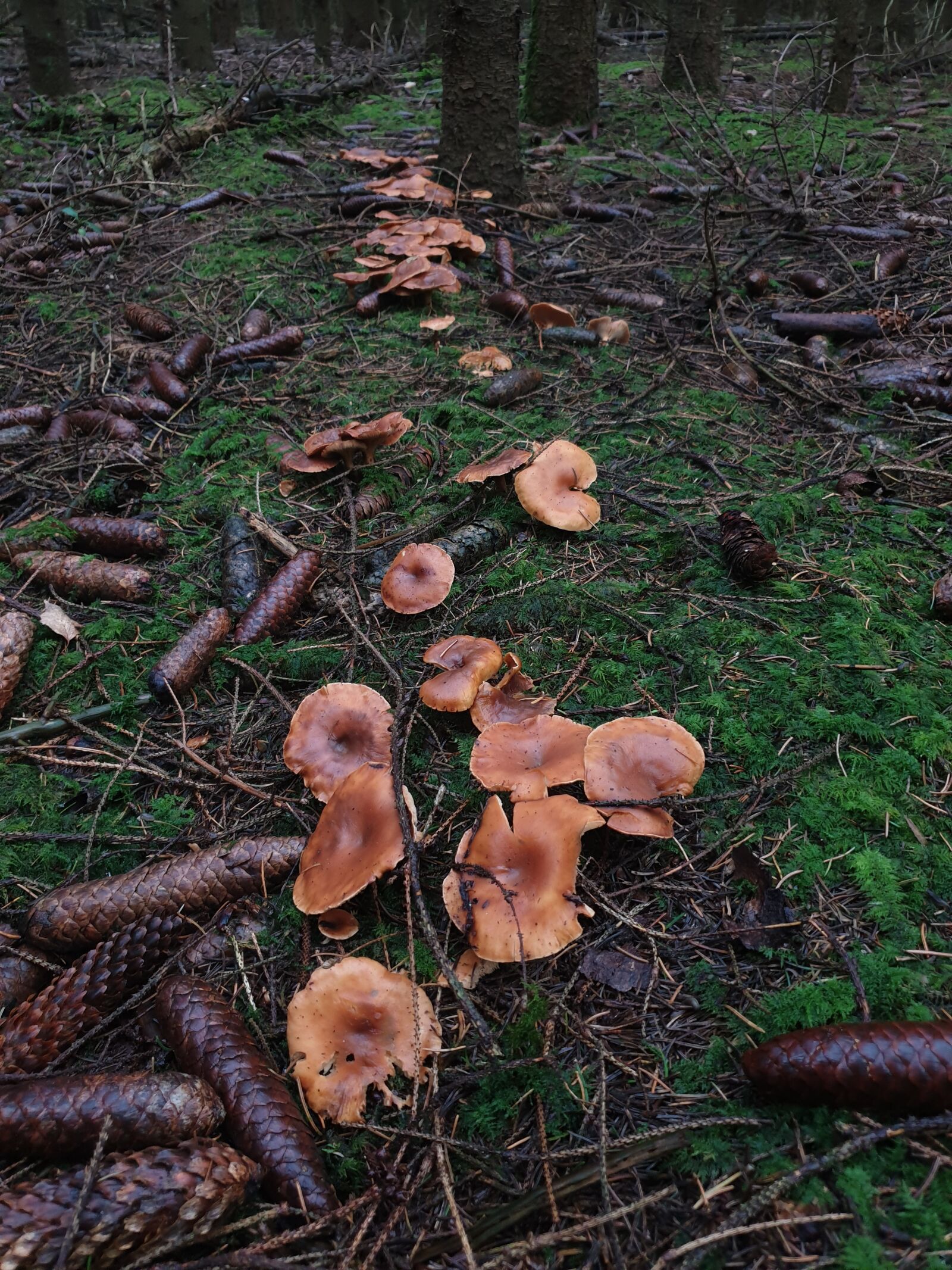 Samsung Galaxy S9 sample photo. Mushrooms, the utrechtse heuvelrug photography