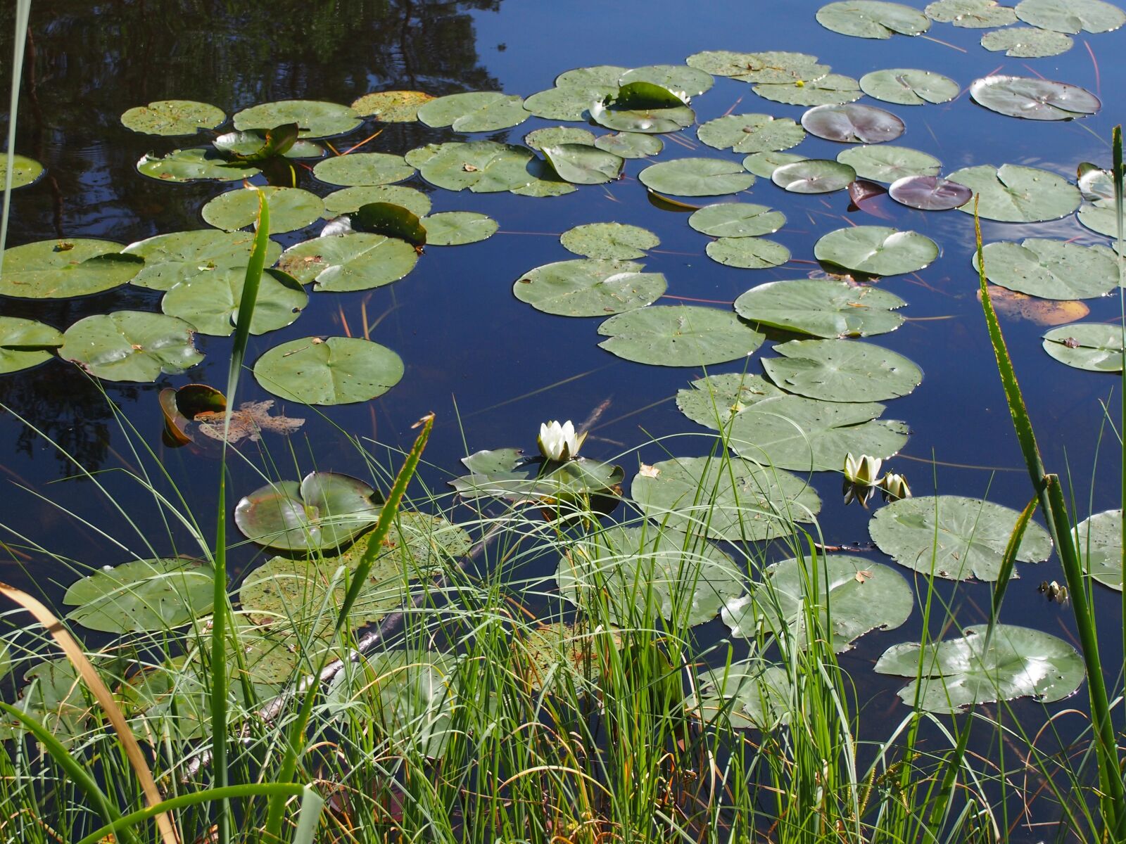 Olympus PEN E-PM1 sample photo. Lotus, nature, lakes photography