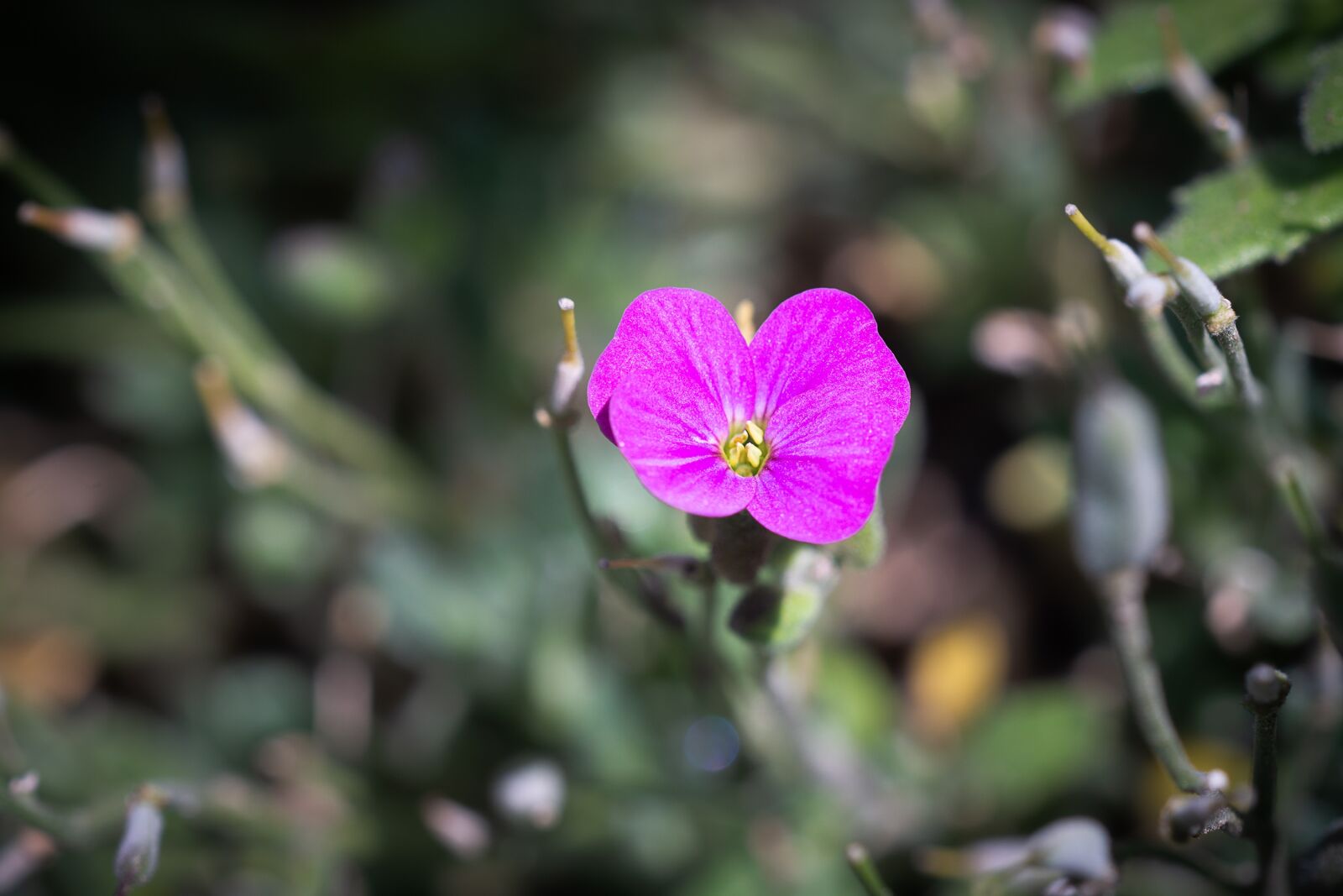 Nikon D7100 sample photo. Flower, pink, pink flower photography