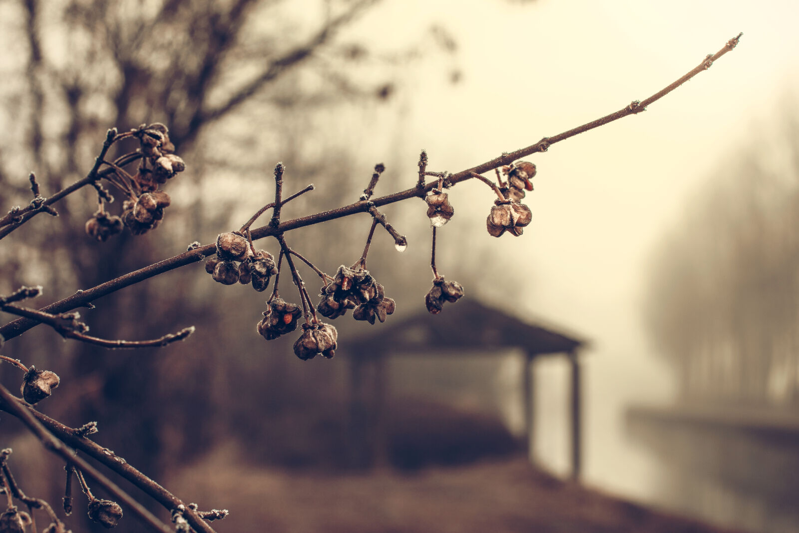 Canon EOS 5D Mark II sample photo. Branches, cold, focus, frozen photography