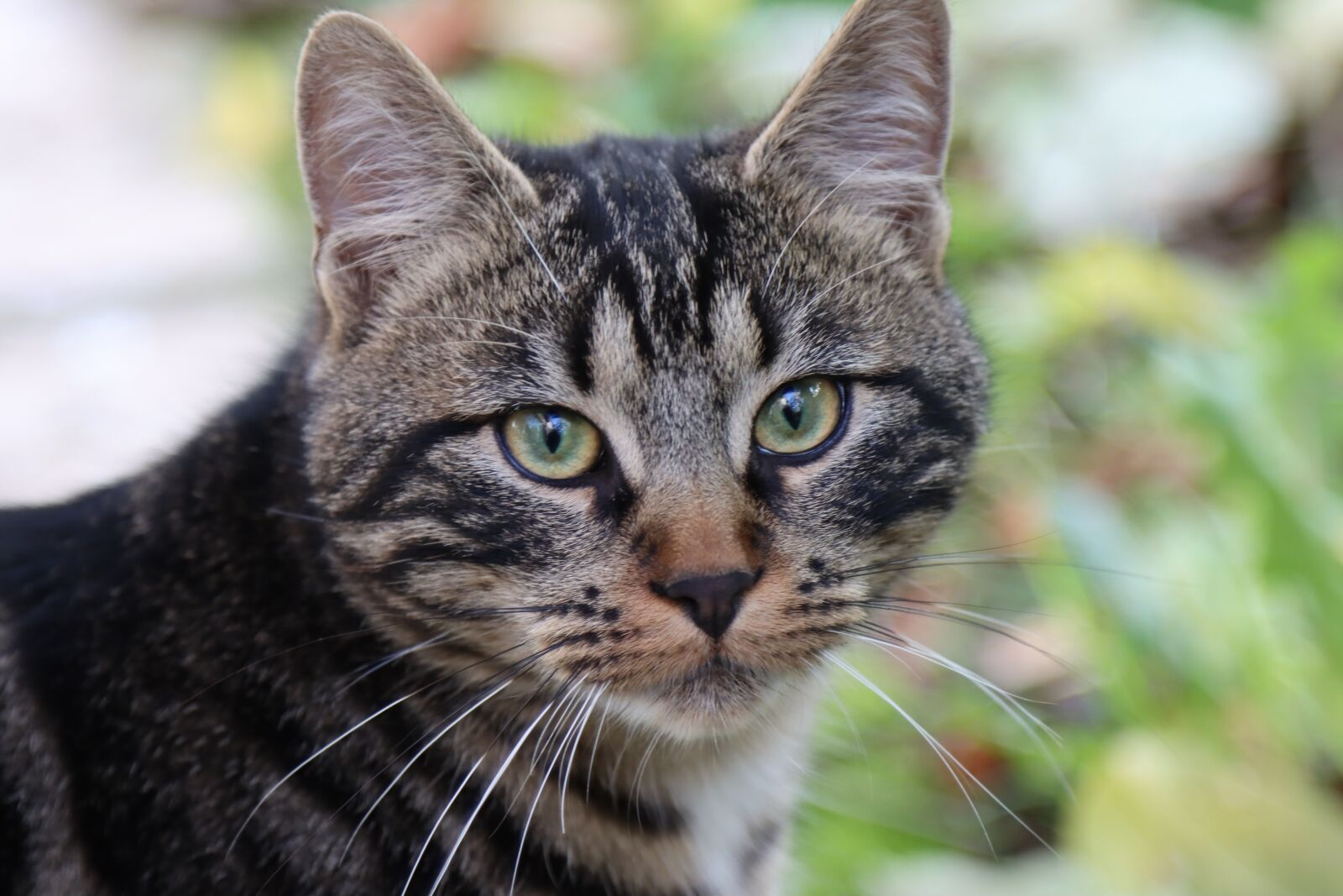 Canon EOS 90D sample photo. Cat, feline, portrait photography