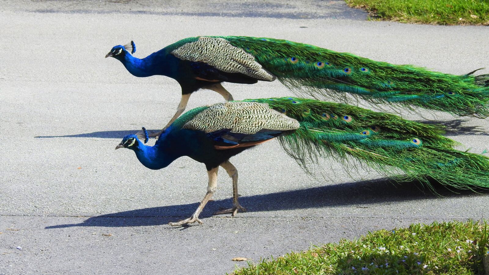 Nikon Coolpix P900 sample photo. Bird, nature, animal photography