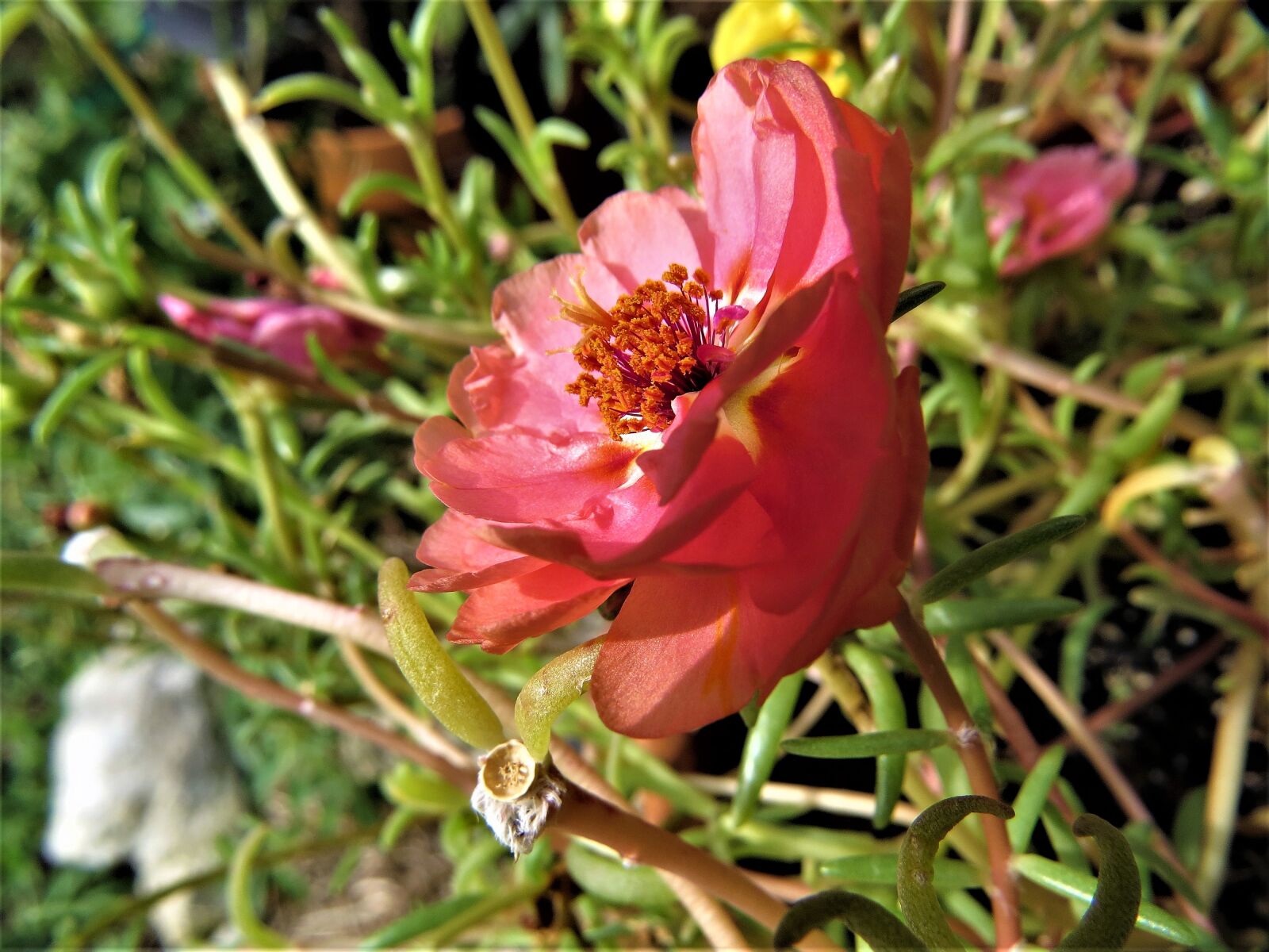 Canon PowerShot SX50 HS sample photo. Red flower, macro, green photography
