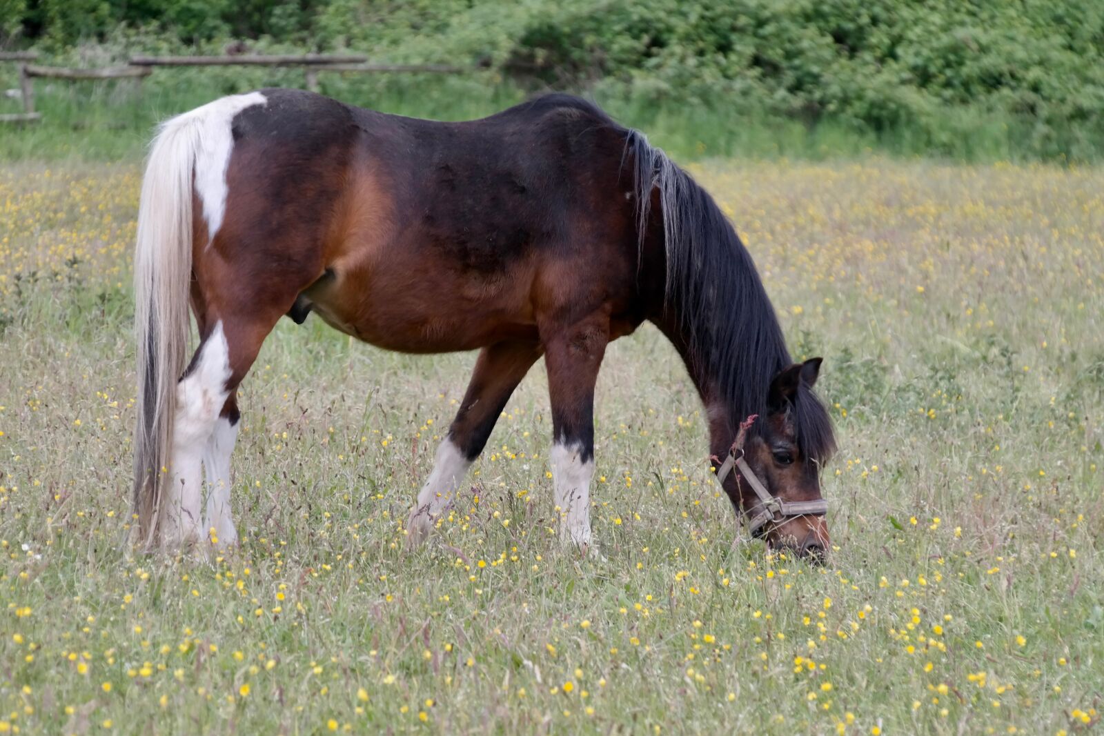 Samsung NX300 sample photo. Horse, graze, pinto photography