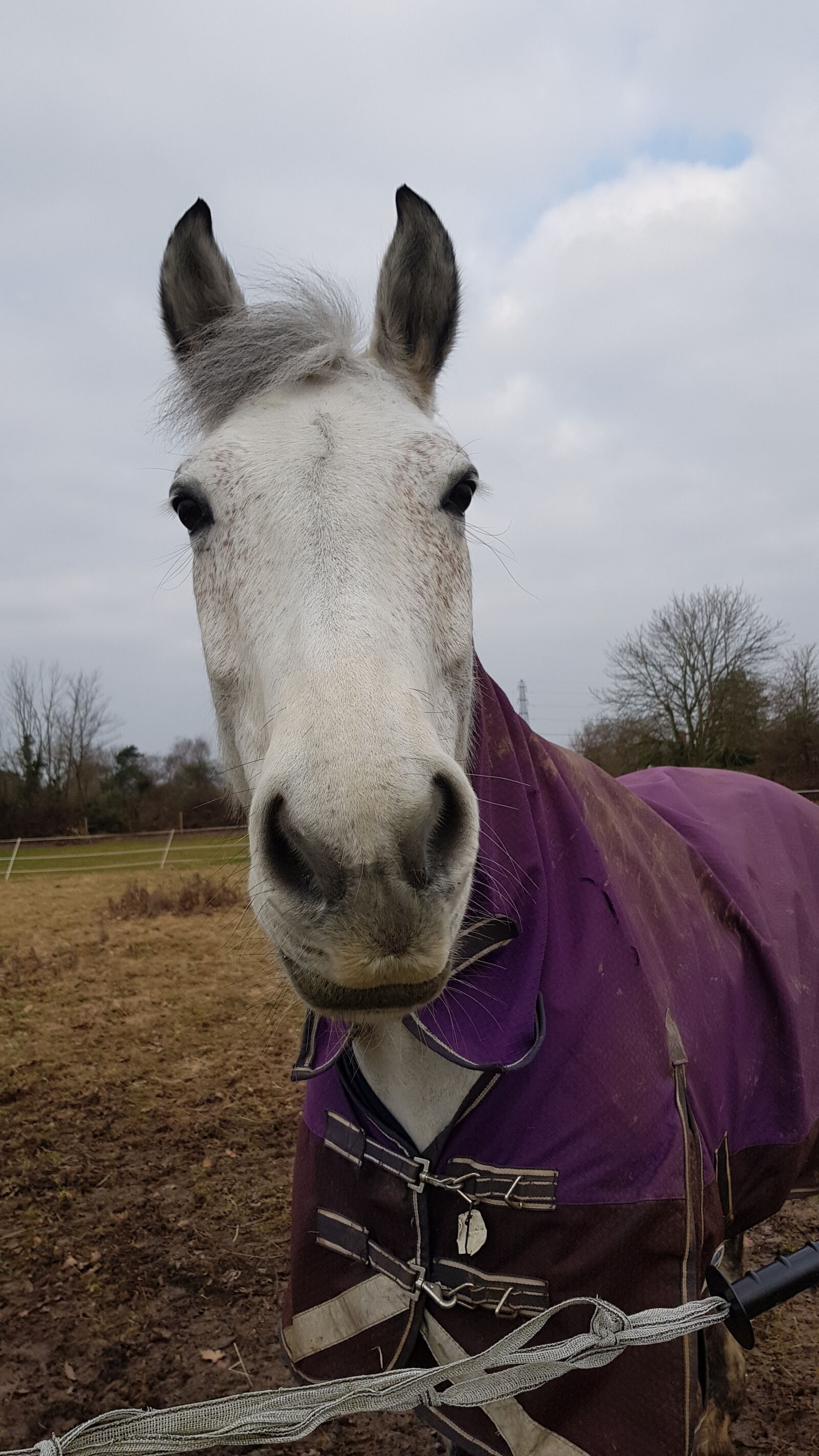 Samsung Galaxy S8 sample photo. Farm, cavalry, animal photography