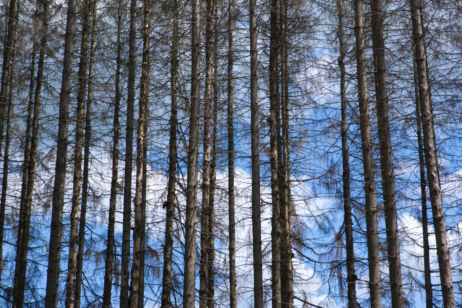 Sony a6000 sample photo. Trees, forest, clouds photography