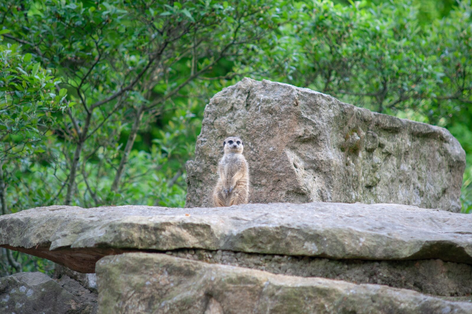 Canon EOS 400D (EOS Digital Rebel XTi / EOS Kiss Digital X) sample photo. Meerkat, enclosure, rock photography