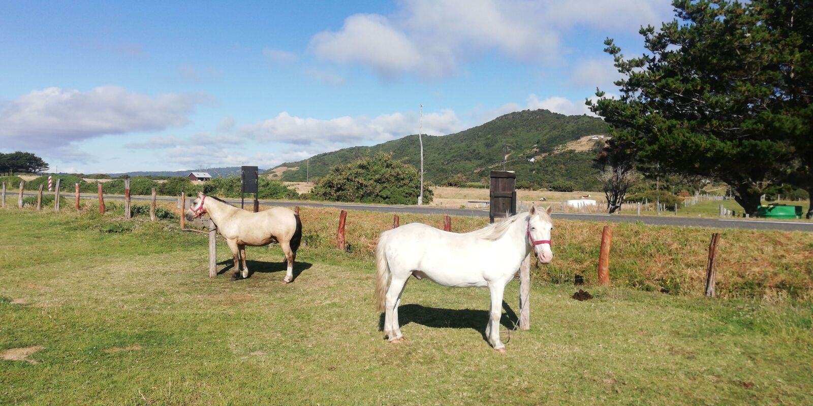 HUAWEI Mate 10 Lite sample photo. Horses, chiloé, chile photography