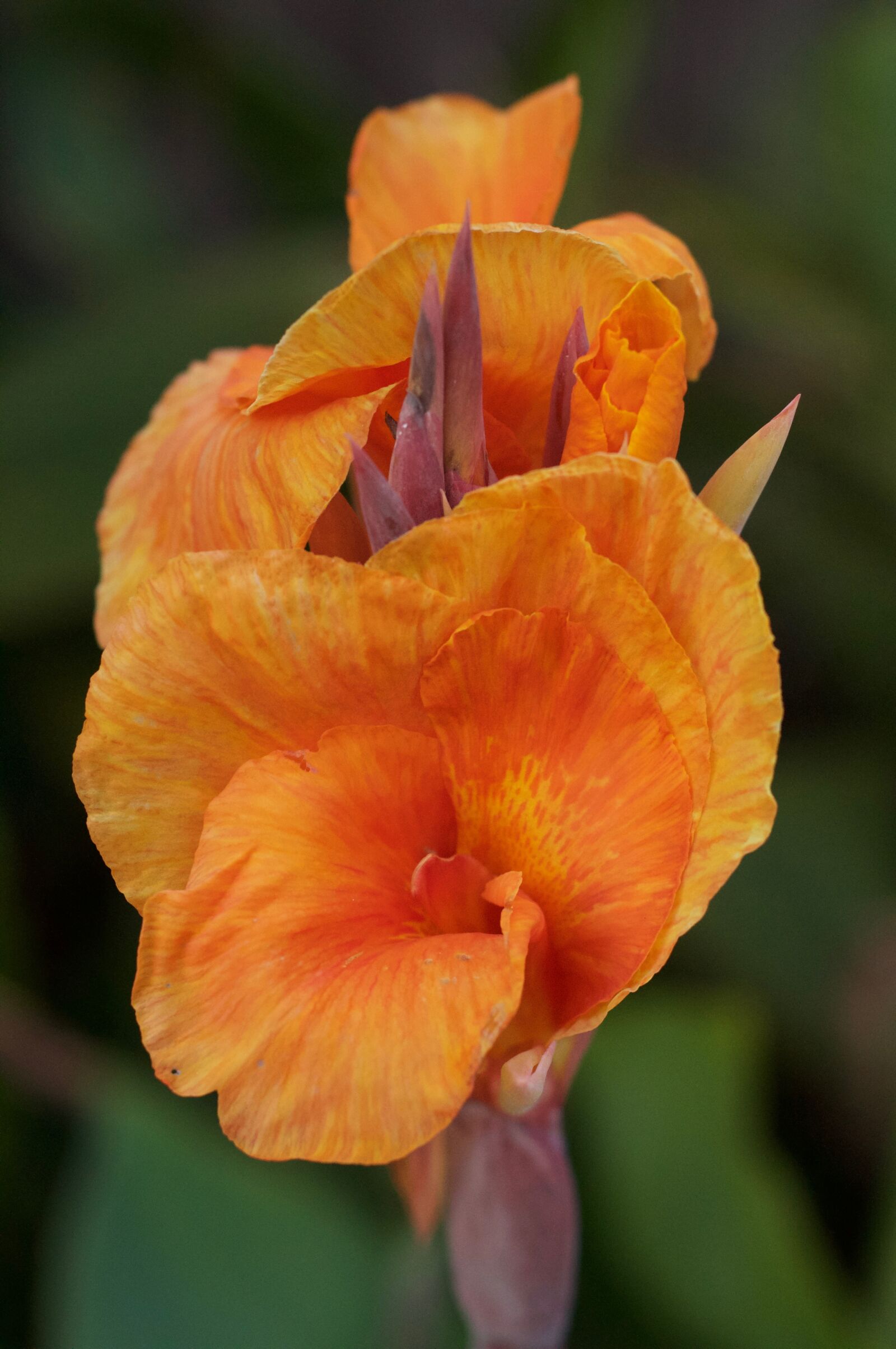 Nikon D90 sample photo. Flowers photography