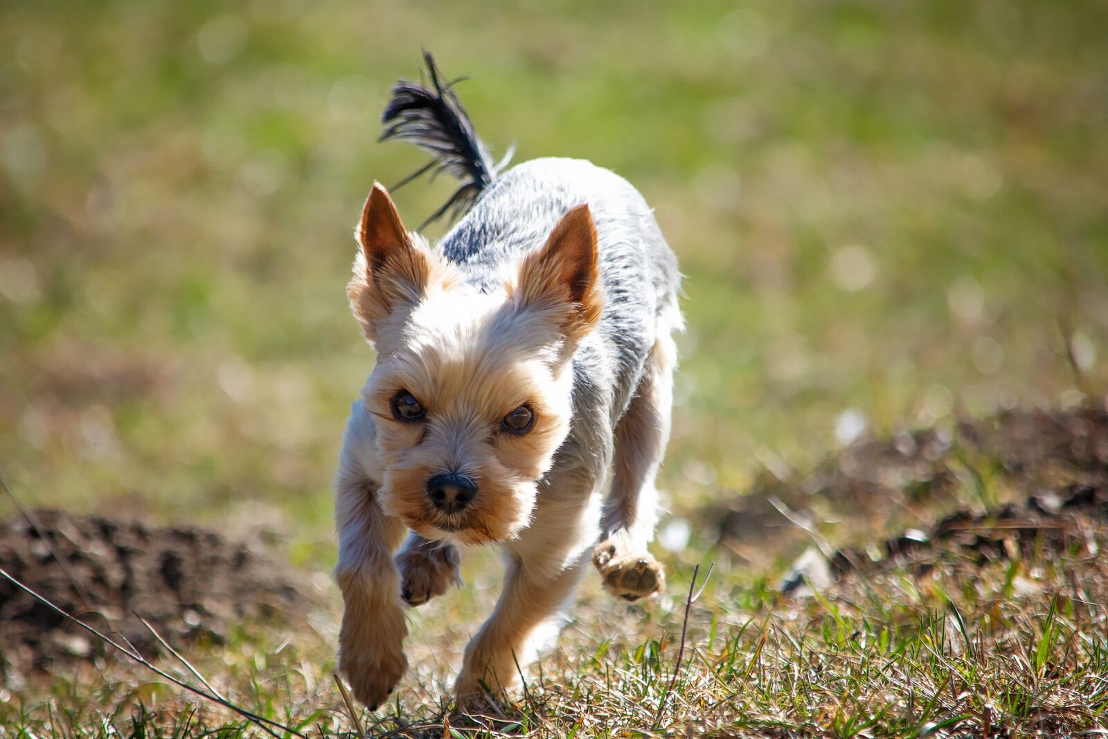 Nikon D7100 sample photo. Dog, out, meadow photography
