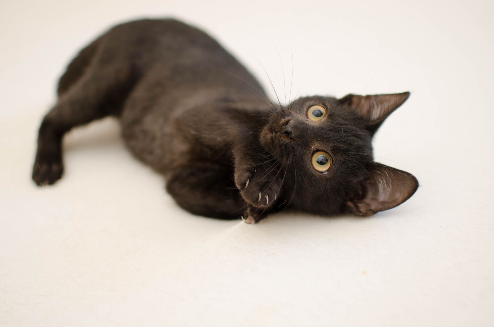 Nikon D7000 sample photo. Cat, black cat, domestic photography