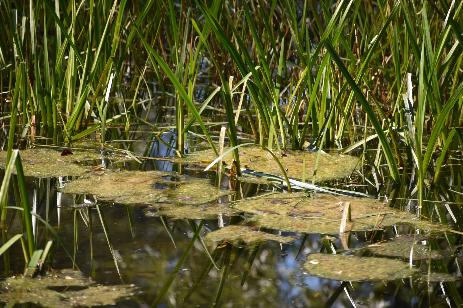 Nikon D3400 sample photo. Swamp, duckweed, grass photography
