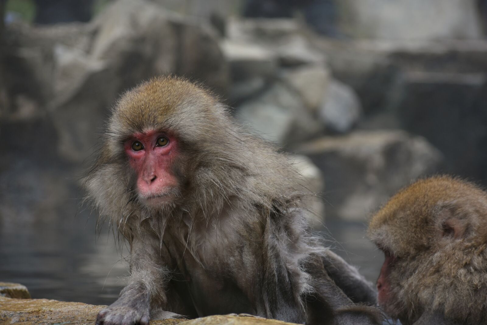 Nikon D7200 sample photo. Animal, monkey, baby japanese photography