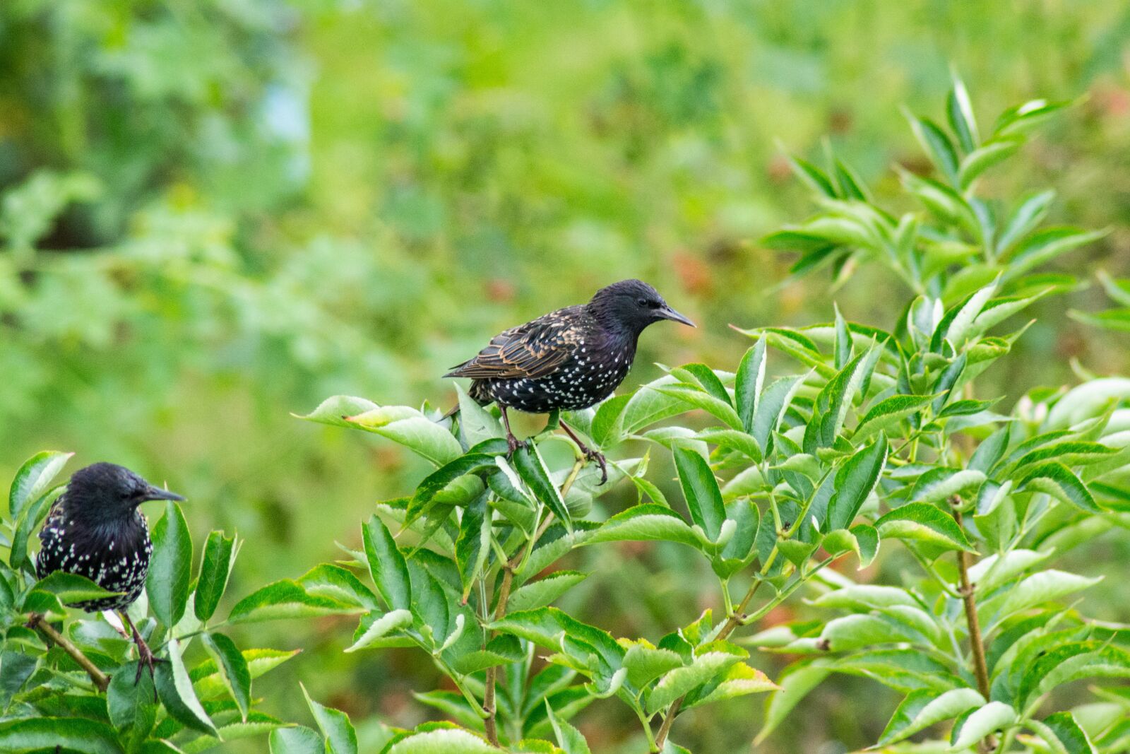 Nikon D3100 sample photo. Bird, bush, berries photography