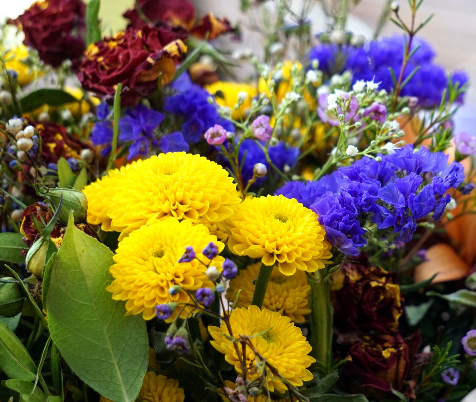 Sony Alpha a5000 (ILCE 5000) + Sony E 55-210mm F4.5-6.3 OSS sample photo. Flower, nature, plant photography