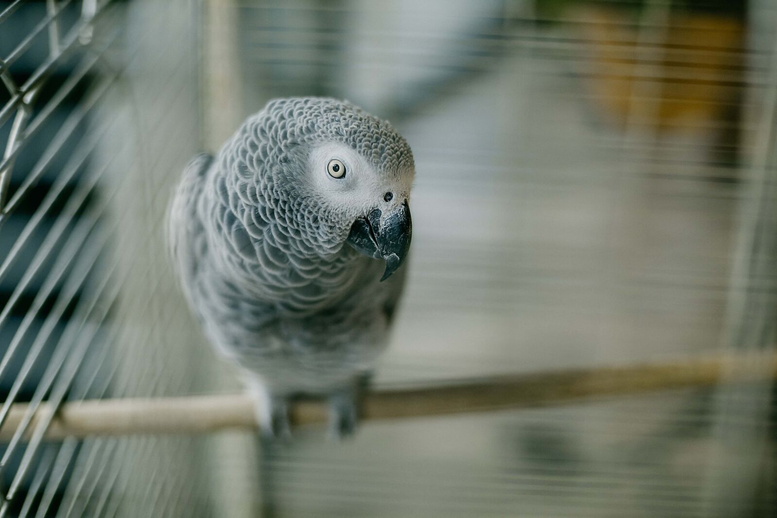 Canon EOS 5D Mark III + Canon EF 50mm F1.4 USM sample photo. Bird, parrot, close-up, head photography