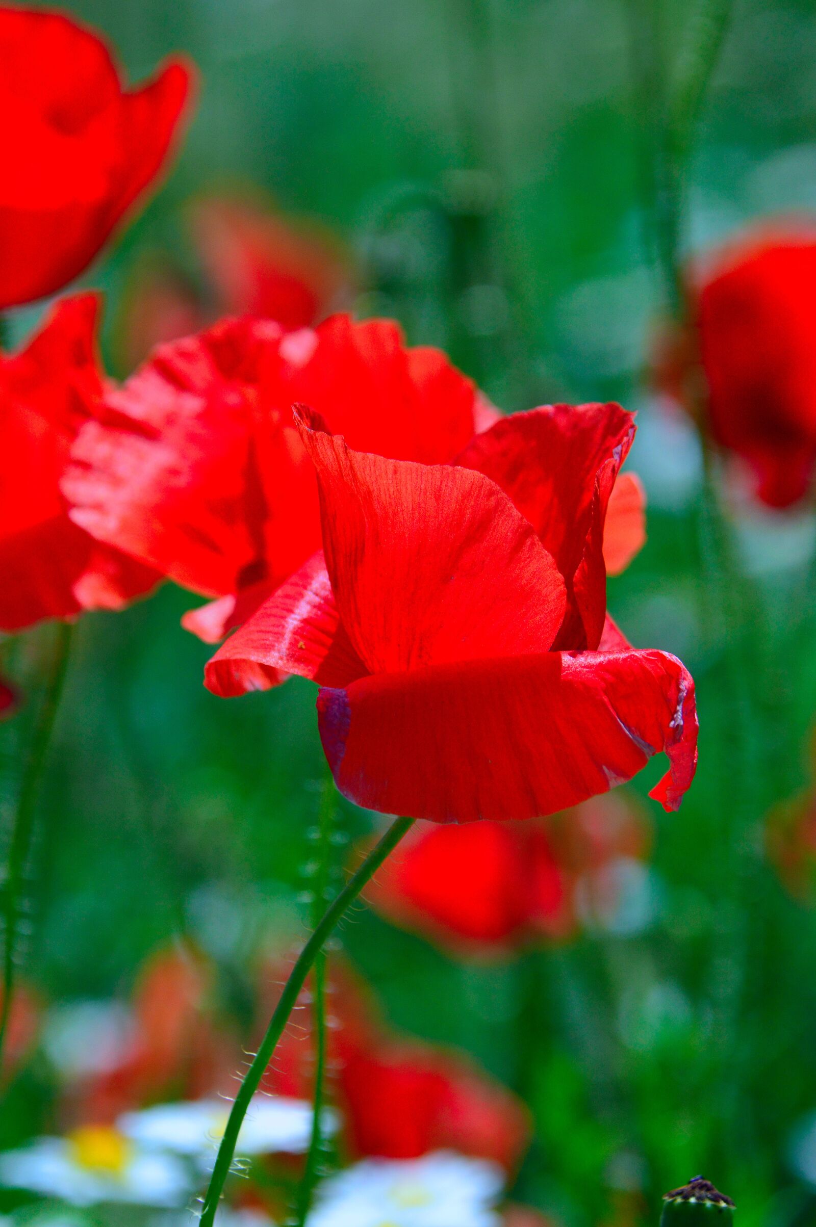 Nikon D3200 sample photo. Poppy, red, summer flower photography