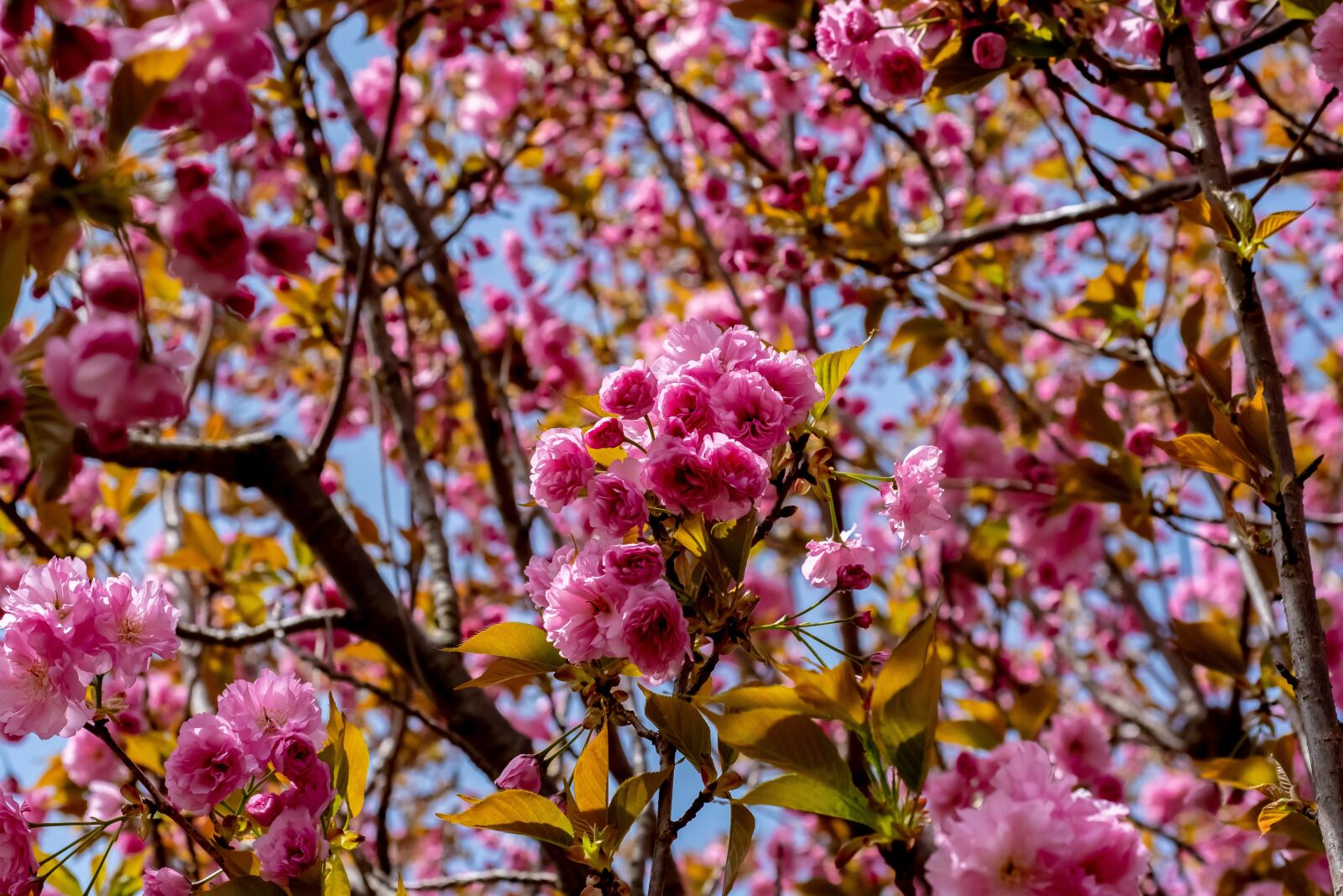 Nikon D500 sample photo. Tree, branch, flower photography