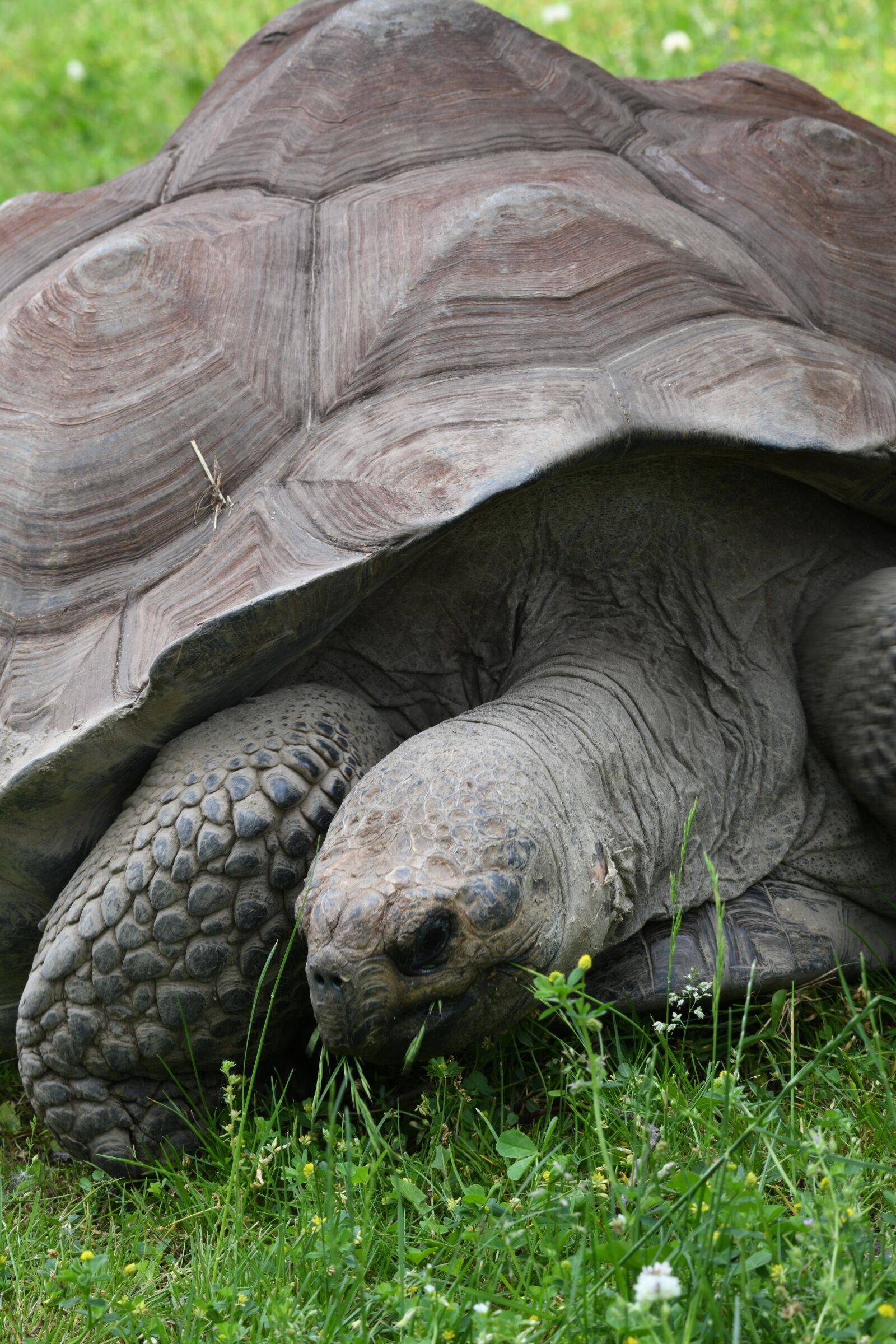 Nikon D850 sample photo. Tortoise, turtle, reptile photography
