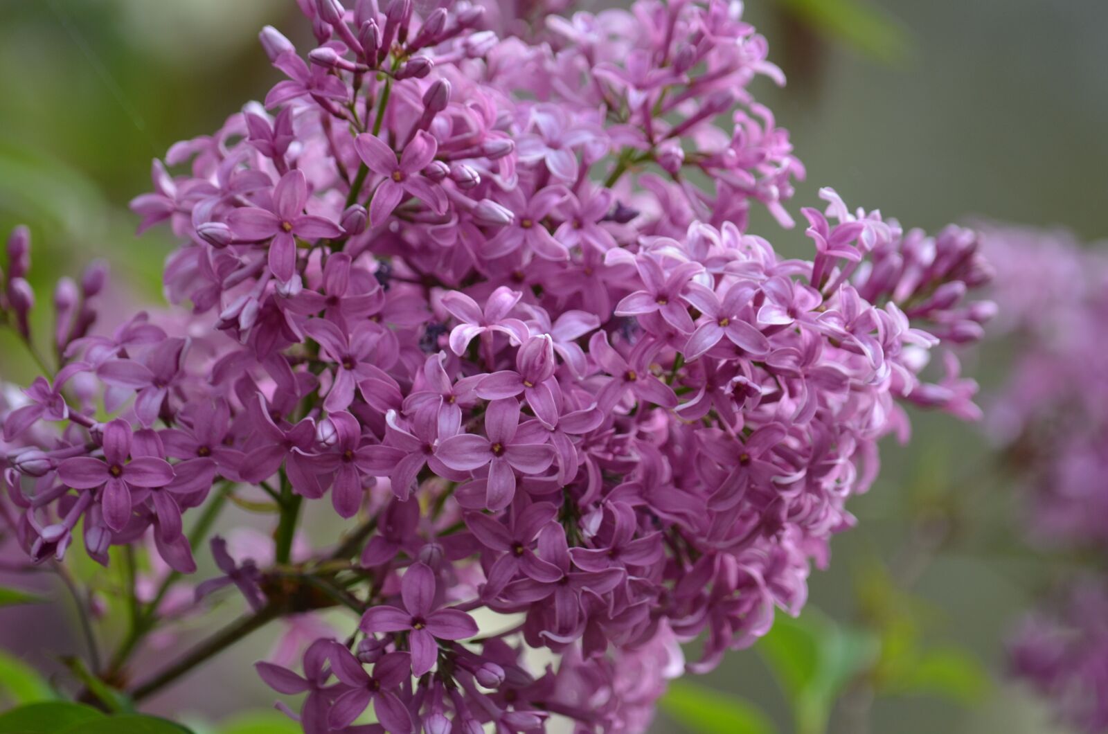 Nikon D5100 sample photo. Lilac, purple, spring photography