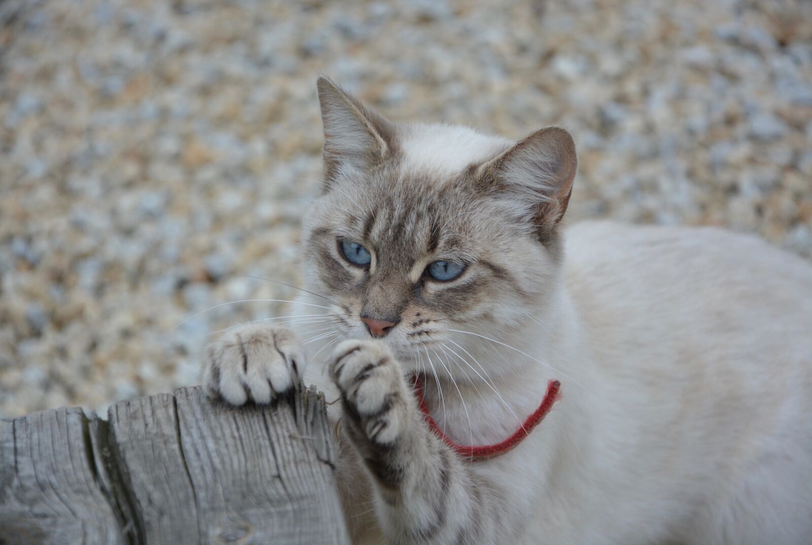 Nikon D5200 sample photo. Cat, claws, do claw photography