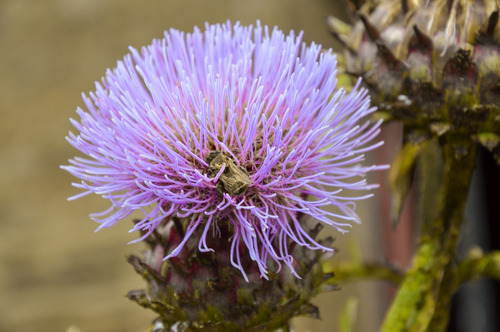 Nikon D3200 sample photo. Bee, flower, knapweed photography