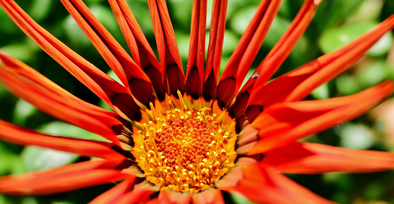 Nikon D600 sample photo. Gazania, flower, nature photography