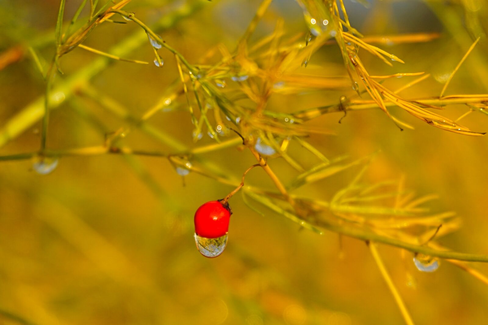 Sony E 16-50mm F3.5-5.6 PZ OSS sample photo. Autumn, fall color, autumn photography