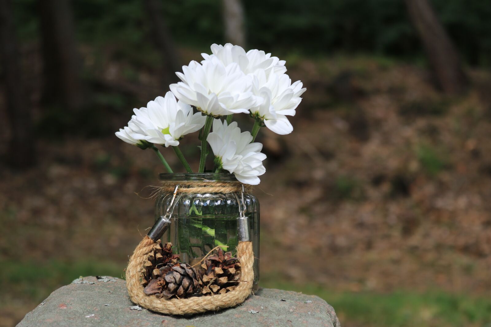 Canon EOS 750D (EOS Rebel T6i / EOS Kiss X8i) sample photo. Deco, flower, vase photography