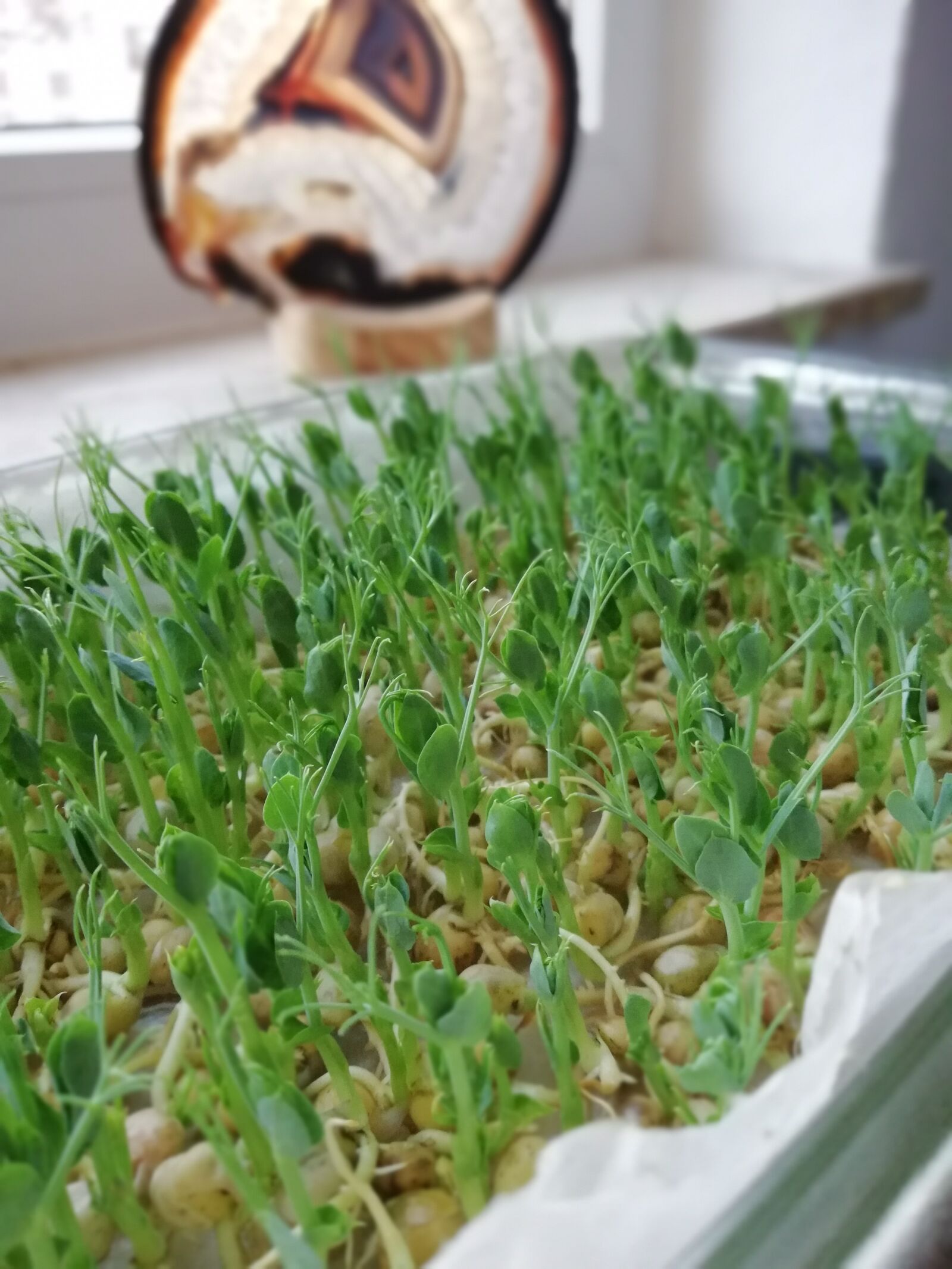 HUAWEI Mate 10 Lite sample photo. Pea shoots, super food photography