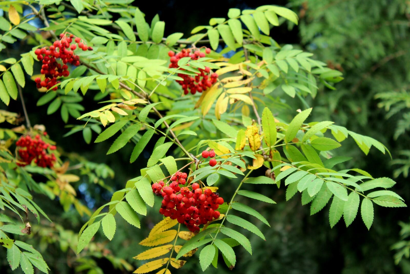 Canon EOS 1200D (EOS Rebel T5 / EOS Kiss X70 / EOS Hi) sample photo. Rowan, tree, red fruits photography