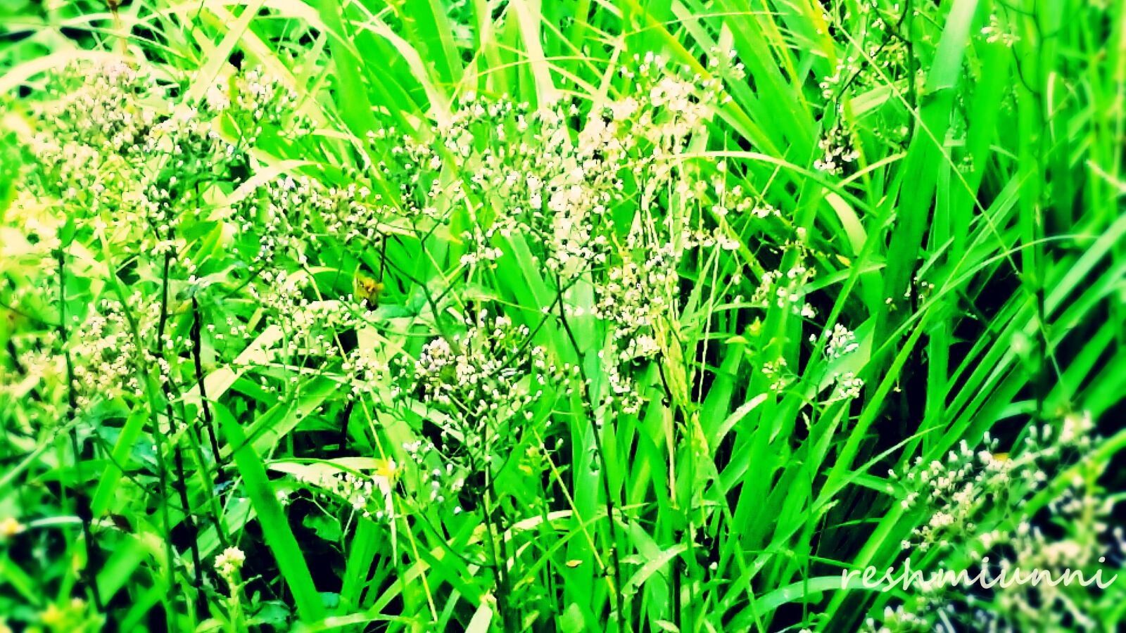 Samsung Galaxy Grand Prime sample photo. Grass, green, grass photography
