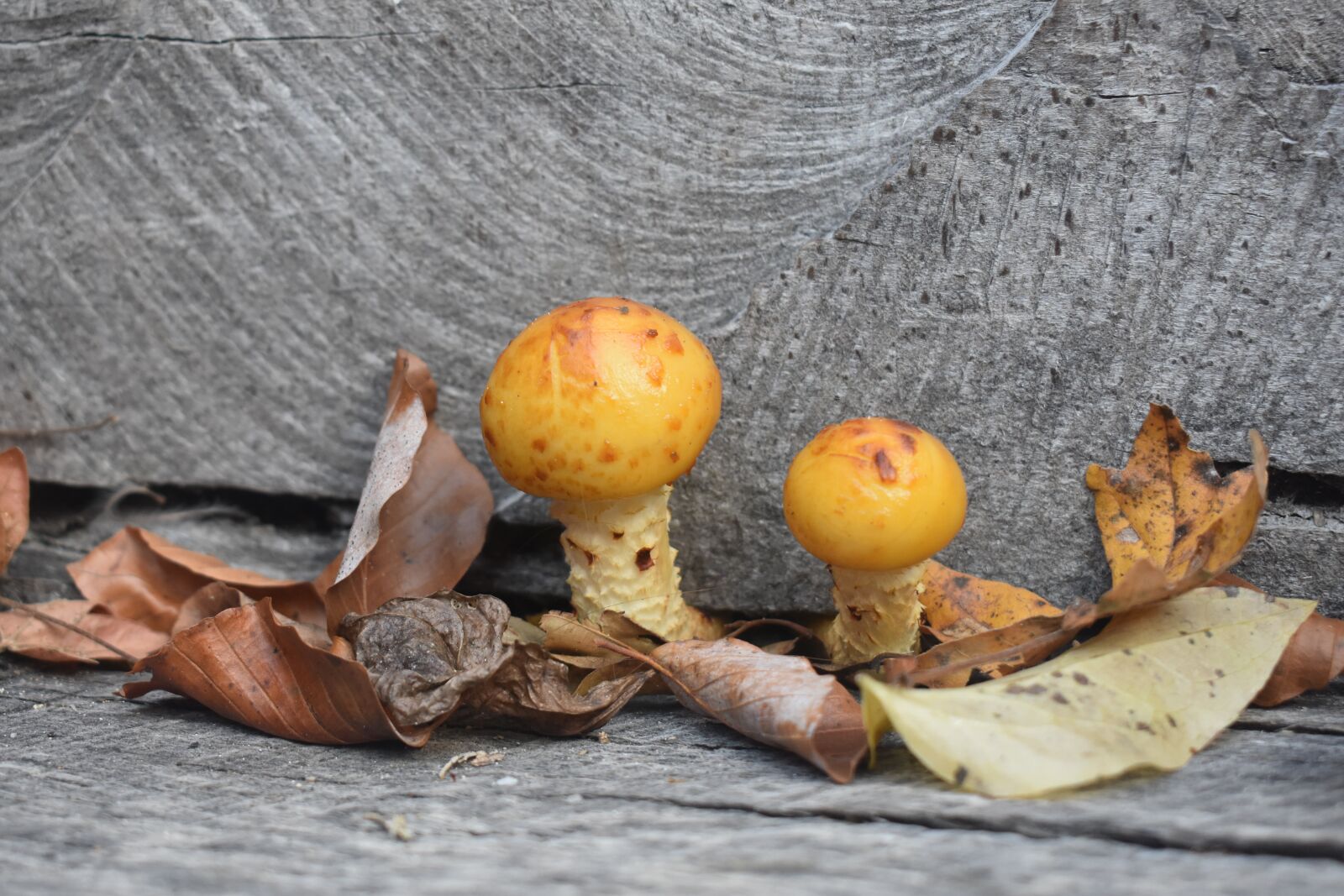 Nikon D7200 sample photo. Mushroom, wood, log photography